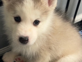 Siberian Husky – husky pup – Forest View