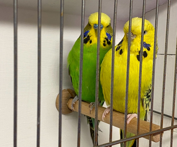 Budgerigar – english budgies parakeets