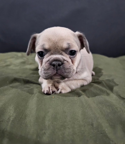 French Bulldog – Luna