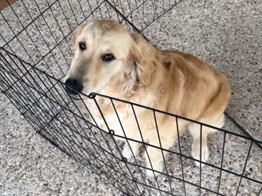 Golden Retriever – Dog looking for a loving home – Sherman