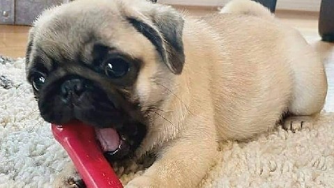Pug – ready for adoption