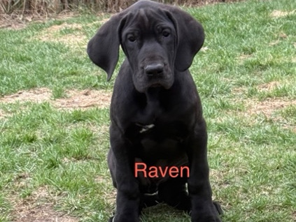 AKC registered Great Dane