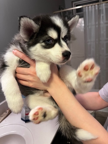 Siberian Husky – Pomsky 9 week sweet puppy