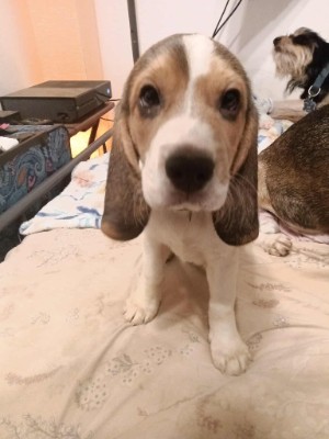 Beagle – Three Male Beagle Yorkie Mix Puppies – Sacramento