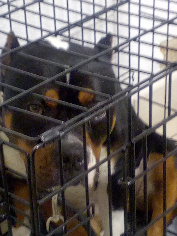 Bull Terrier – very well home trained