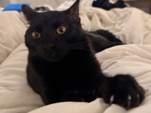 Sweet Kitten Looking for a Loving Home – Porter