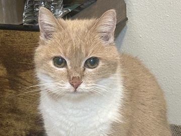 Russian White, Black and Tabby – Rehoming Female Senior Cat – Boise
