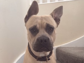 Rottweiler - Arnold  available for adoption in London