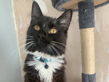 British Longhair – Friendly Long Haired Boy – Rotherham