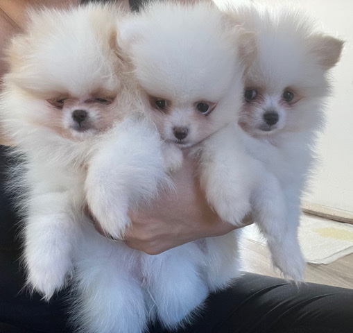 Pomeranian – Pomerania puppies