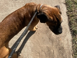 Cane Corso – cane corso – Houston