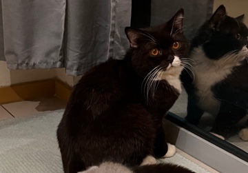British Shorthair – Bsh male