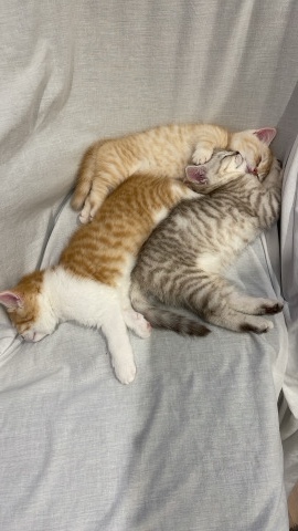 Munchkin – Munchkin kittens