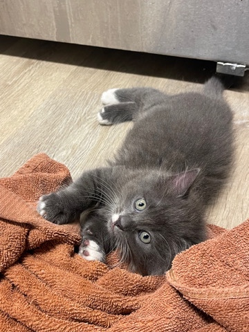 Russian Blue – Female Kitten