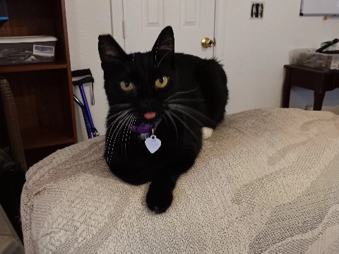 American Shorthair – Adorable TT – Las Vegas