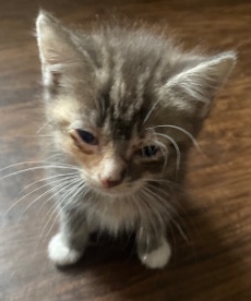 kittens for free