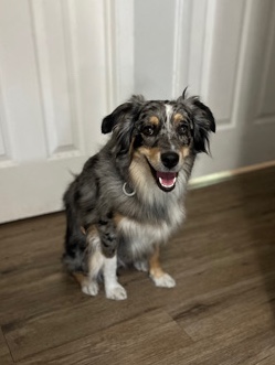 Australian Shepherd – Jeter needs a home!