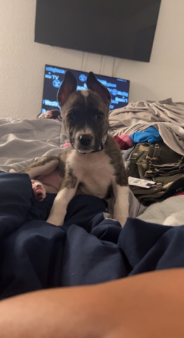 German Shepherd – German shepherd mix