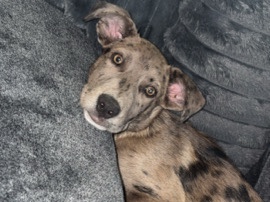 Australian Cattle Dog – rehome puppy – Bastrop