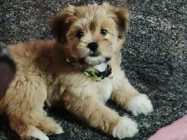 Shih Tzu - shih tzus available for adoption in Hubballi