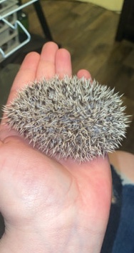 hedgehog – Hedgehogs