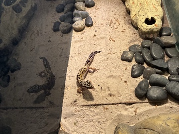 Leopard Gecko – 1 leopard gecko with 75 gal tank – Osceola