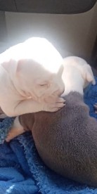 American Pit Bull Terrier – Beautiful baby blue
