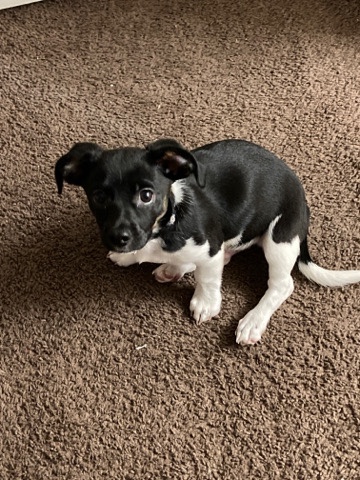 Dachshund – puppies