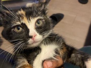 Adorable Calico Kitten Looking for a Loving Home 🧡🖤 – Los Angeles