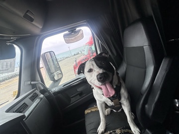 American Staffordshire Terrier – Pittie Mix – Tar Heel