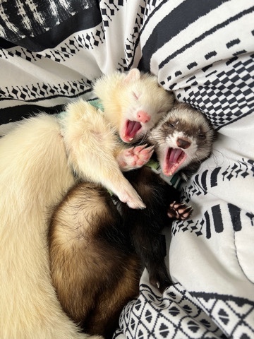 ferret – Two Ferrets