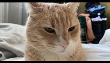 2 year old orange tabby