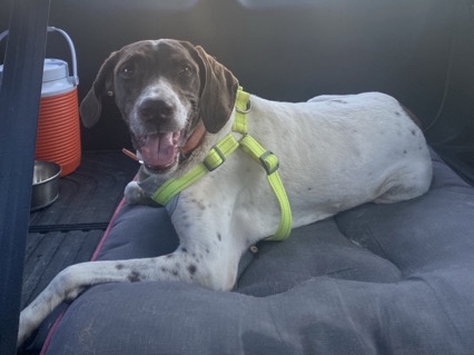 German Shorthaired Pointer – Energetic 15-Year-Old German Shorthaired Pointer – North Richland Hills