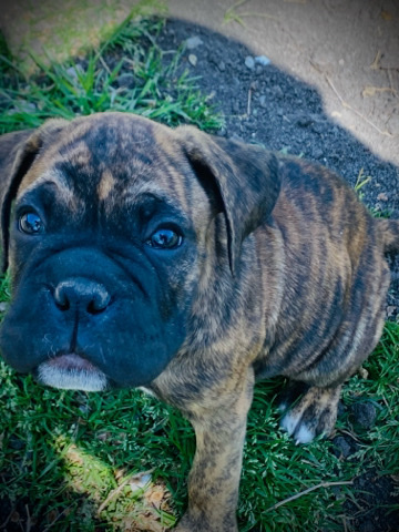 Boxer – selling beautiful pup boxers :)