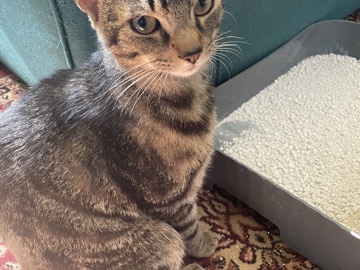 British Shorthair – Rehome – Bath