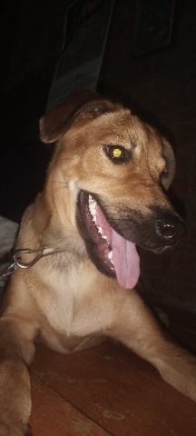German Shepherd – female avilable breed