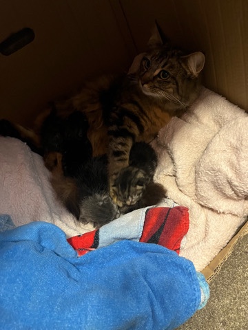 Maine Coon – Beautful Grey & Tabby Kittens for sale