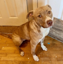 American Staffordshire Terrier – Riley 10 month old pit terrier