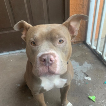 American Pit Bull Terrier – American Bully/service dog