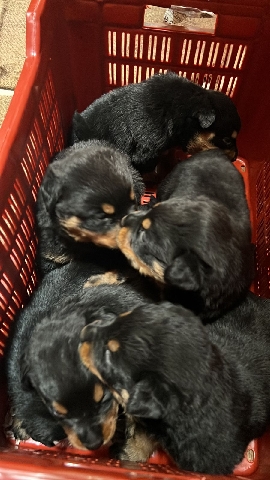 Rottweiler for sale