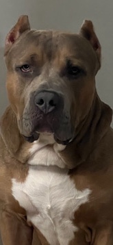 American Pit Bull Terrier – Akc american bully lilac tri