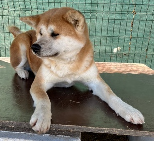 Akita – Female Japanese Akita