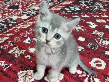 Image of British Shorthair