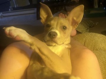 American Pit Bull Terrier – Lilly – Athens