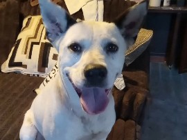 Rehome friendly female dog – Bogalusa
