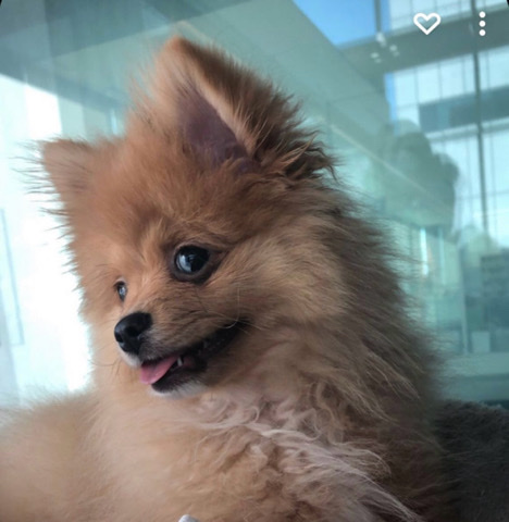Pomeranian – Pomeranian (5 Month Old)