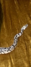 Ball Python w enclosure