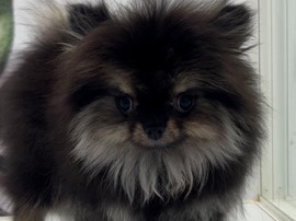 Pomeranian - Mini Pomeranian  available for adoption in Khuraijah