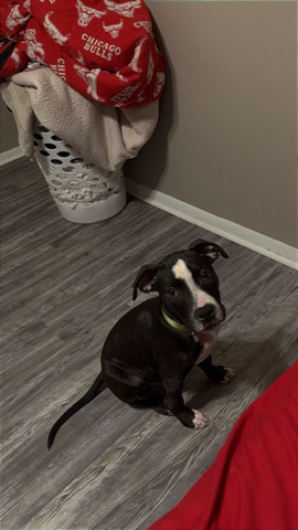 American Pit Bull Terrier – Full Blooded Pitbull