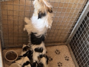 Jack Russell Terrier – Jack Russell puppy’s – Gloucester